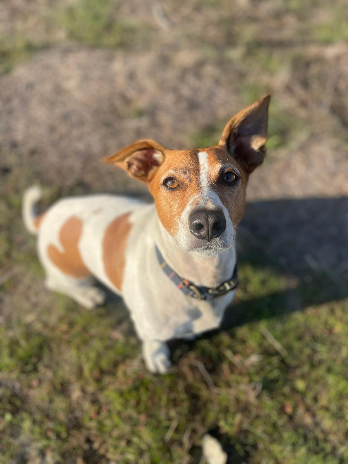 Buddy, Jack Russell Terrier and Feel-Good Manager at Röstel & Türk